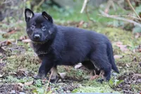 Aria, a female German Shepherd Dog for sale in Castle Rock, WA – Photo 2 of 7