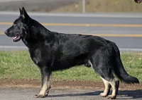 Aria, a female German Shepherd Dog for sale in Castle Rock, WA – Photo 5 of 7