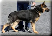 Aria, a female German Shepherd Dog for sale in Castle Rock, WA – Photo 7 of 7