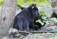 Aria, a female German Shepherd Dog for sale in Castle Rock, WA – Photo 4 of 7