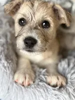 Ghost, a male Miniature Schnauzer and Chihuahua for sale in Sacramento, CA – 2 of 3