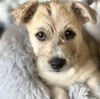 Ghost, a male Miniature Schnauzer and Chihuahua for sale in Sacramento, CA – 1 of 3