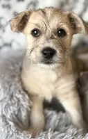 Ghost, a male Miniature Schnauzer and Chihuahua for sale in Sacramento, CA – 3 of 3