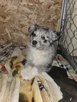 Scout, a male Australian Shepherd for sale in Clintonville, WI – Photo 2 of 3