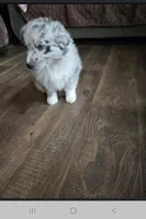 Scout, a male Australian Shepherd for sale in Clintonville, WI – Photo 1 of 3