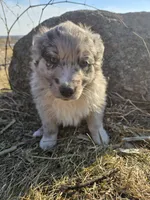 Scout, a male Australian Shepherd for sale in Clintonville, WI – Photo 3 of 3
