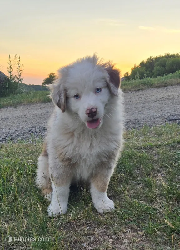 Cash – Australian Shepherd puppy for sale in Clintonville, WI
