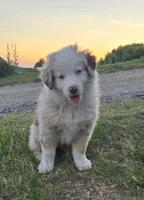 Cash, a male Australian Shepherd for sale in Clintonville, WI – 1 of 4