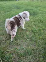 Cash, a male Australian Shepherd for sale in Clintonville, WI – 4 of 4