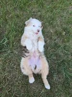 Cash, a male Australian Shepherd for sale in Clintonville, WI – 3 of 4