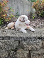Cash, a male Australian Shepherd for sale in Clintonville, WI – 2 of 4