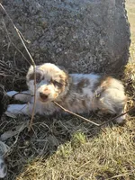 Lita, a female Australian Shepherd for sale in Clintonville, WI – Photo 2 of 2