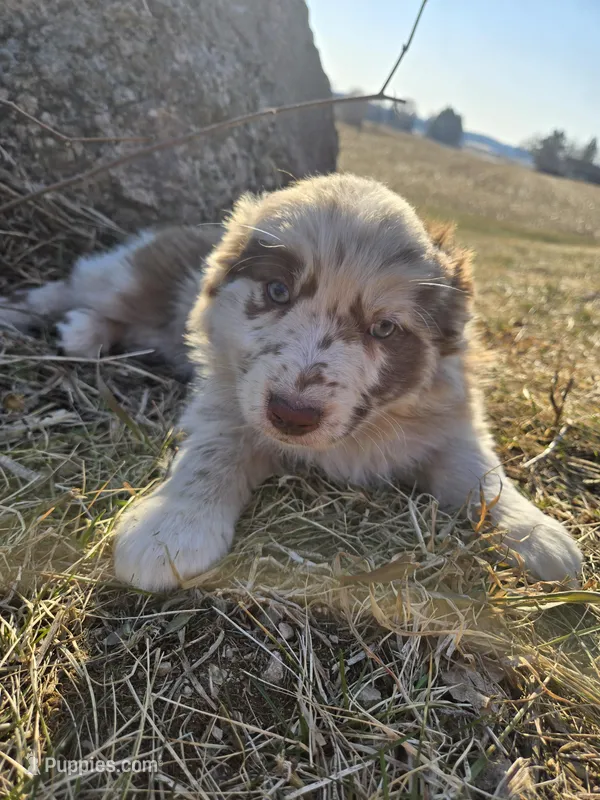 Lita – Australian Shepherd puppy for sale in Clintonville, WI