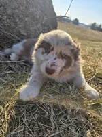 Lita, a female Australian Shepherd for sale in Clintonville, WI – Photo 1 of 2