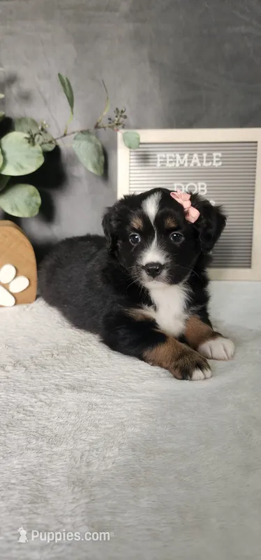 Grace – Miniature Australian Shepherd puppy for sale in Coldwater, MI