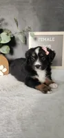 Grace, a female Miniature Australian Shepherd for sale in Coldwater, MI – 1 of 10