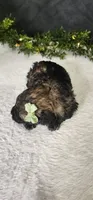 Oliver , a male Poodle - Miniature  for sale in Coldwater, MI – Photo 2 of 5