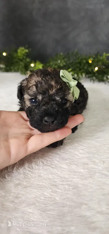 Oliver  – Poodle - Miniature  puppy for sale in Coldwater, MI