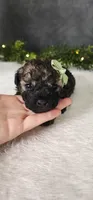 Oliver , a male Poodle - Miniature  for sale in Coldwater, MI – Photo 1 of 5