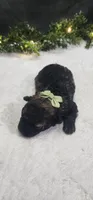 Oliver , a male Poodle - Miniature  for sale in Coldwater, MI – Photo 5 of 5