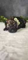 Oliver , a male Poodle - Miniature  for sale in Coldwater, MI – Photo 3 of 5