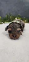 Oliver , a male Poodle - Miniature  for sale in Coldwater, MI – 3 of 8