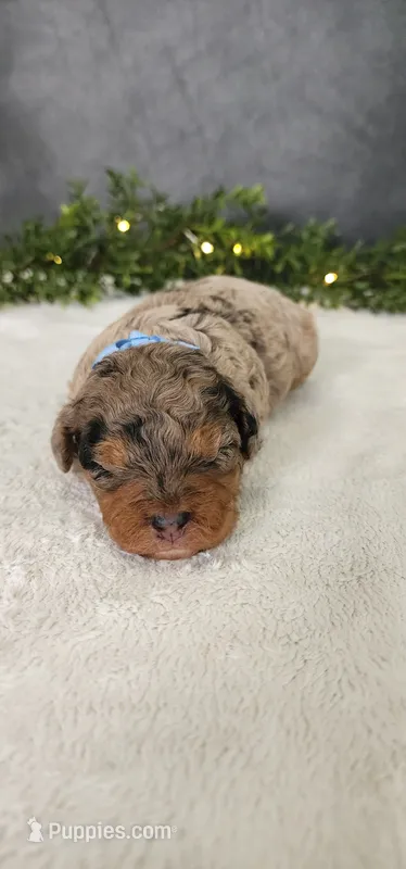 Max – Poodle - Miniature  puppy for sale in Coldwater, MI