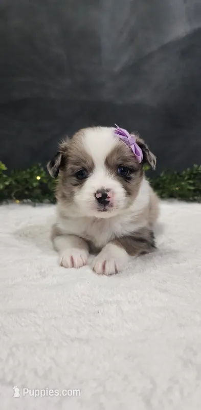 Luna – Miniature Australian Shepherd puppy for sale in Coldwater, MI