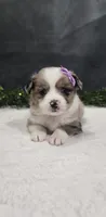 Luna, a female Miniature Australian Shepherd for sale in Coldwater, MI – 1 of 10
