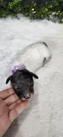 Sadie, a female Poodle - Miniature  for sale in Coldwater, MI – 3 of 4