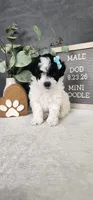 Milo, a male Poodle - Miniature  for sale in Coldwater, MI – 2 of 6