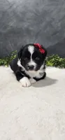 Ellie, a female Miniature Australian Shepherd for sale in Coldwater, MI – 5 of 5