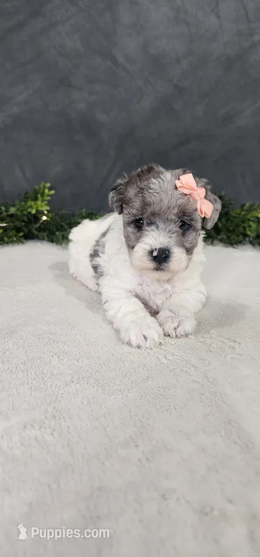 Angel – Poodle - Miniature  puppy for sale in Coldwater, MI