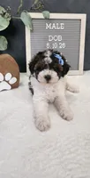Milo, a male Poodle - Miniature  for sale in Coldwater, MI – 6 of 10