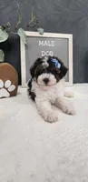 Milo, a male Poodle - Miniature  for sale in Coldwater, MI – 7 of 10