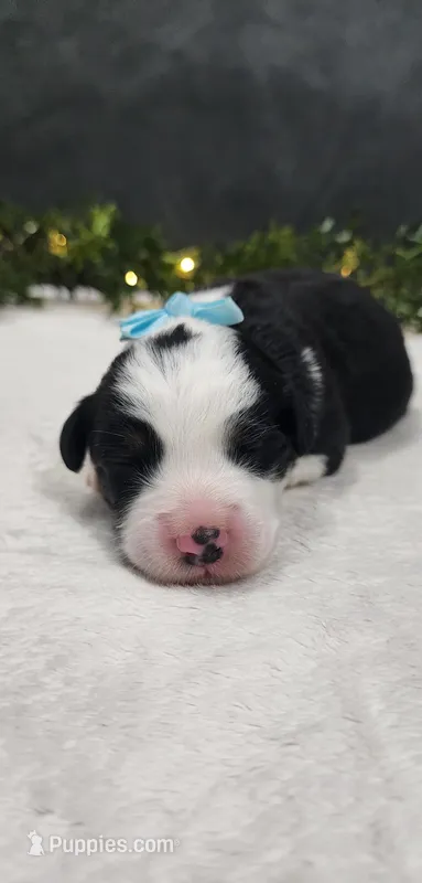 Oliver – Miniature Australian Shepherd puppy for sale in Coldwater, MI