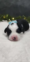 Oliver, a male Miniature Australian Shepherd for sale in Coldwater, MI – 1 of 3