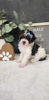 Milo, a male Poodle - Miniature  for sale in Coldwater, MI – 9 of 10