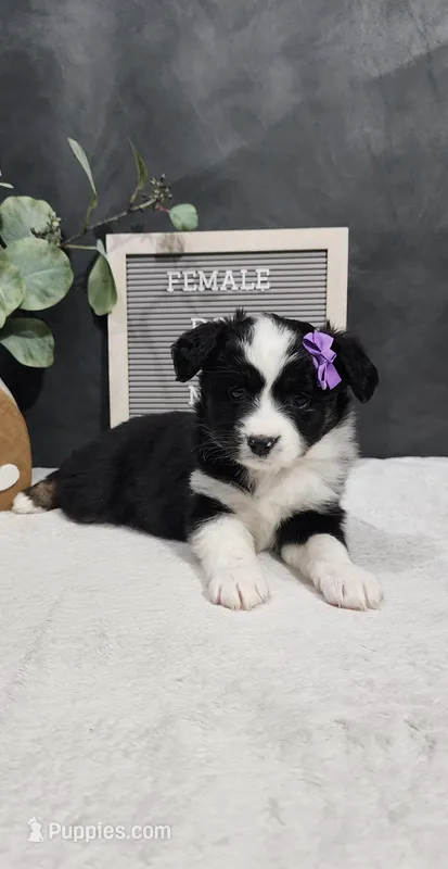 Faith – Miniature Australian Shepherd puppy for sale in Coldwater, MI