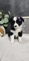 Faith, a female Miniature Australian Shepherd for sale in Coldwater, MI – Photo 6 of 7