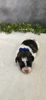 Milo, a male Poodle - Miniature  for sale in Coldwater, MI – 2 of 7
