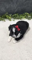 Ellie, a female Miniature Australian Shepherd for sale in Coldwater, MI – 2 of 5