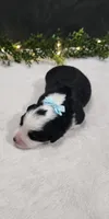 Oliver, a male Miniature Australian Shepherd for sale in Coldwater, MI – 3 of 3