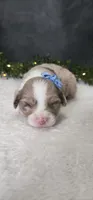 Charlie, a male Miniature Australian Shepherd for sale in Coldwater, MI – Photo 3 of 4