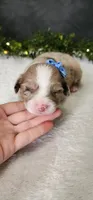 Charlie, a male Miniature Australian Shepherd for sale in Coldwater, MI – Photo 4 of 4