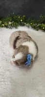 Charlie, a male Miniature Australian Shepherd for sale in Coldwater, MI – Photo 2 of 4