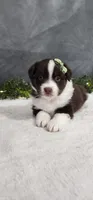 Milo, a male Miniature Australian Shepherd for sale in Coldwater, MI – 2 of 4