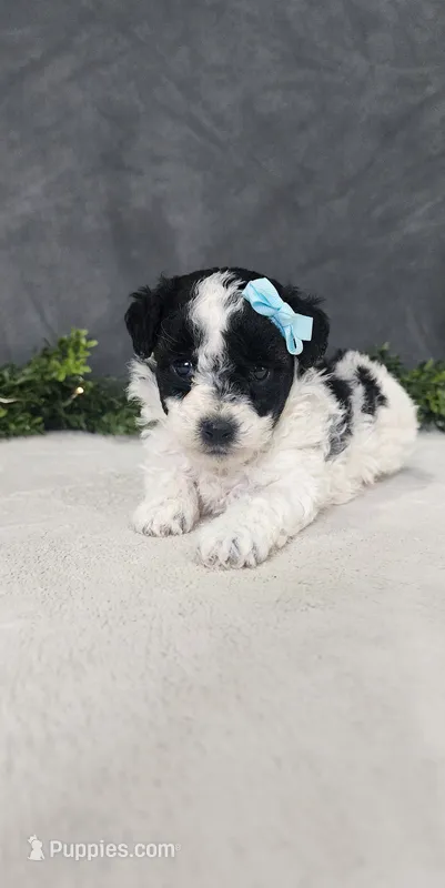 Milo – Poodle - Miniature  puppy for sale in Coldwater, MI