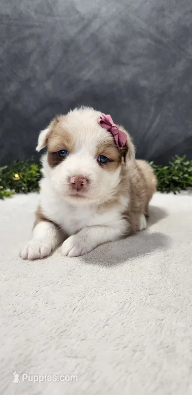 Faith – Miniature Australian Shepherd puppy for sale in Coldwater, MI