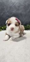 Faith, a female Miniature Australian Shepherd for sale in Coldwater, MI – 1 of 5